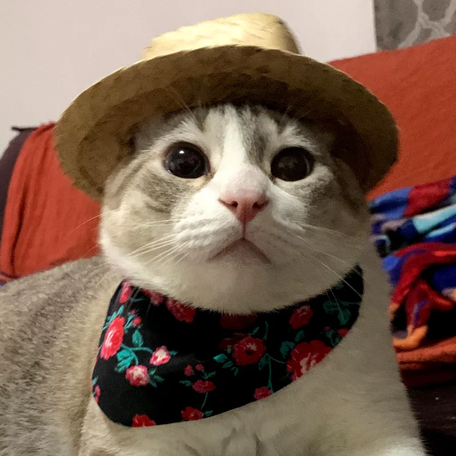 cara do golias (meu gato)